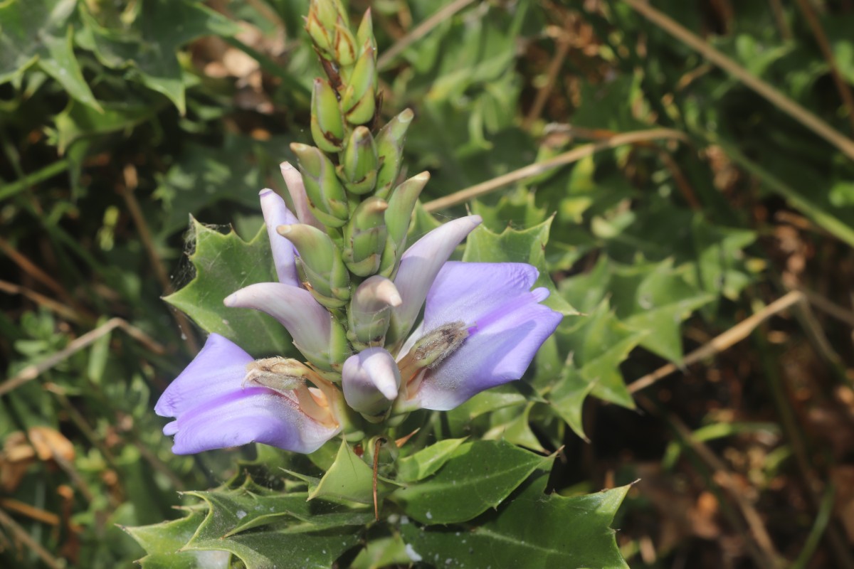 Acanthus ilicifolius L.